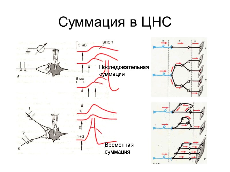 Суммация в ЦНС Последовательная суммация Временная суммация